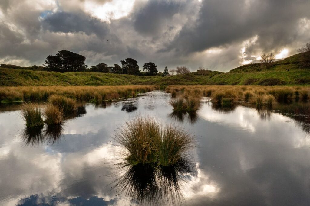 ENV - QEP wetland 1