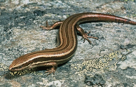 PRO - ENV - skinks 2