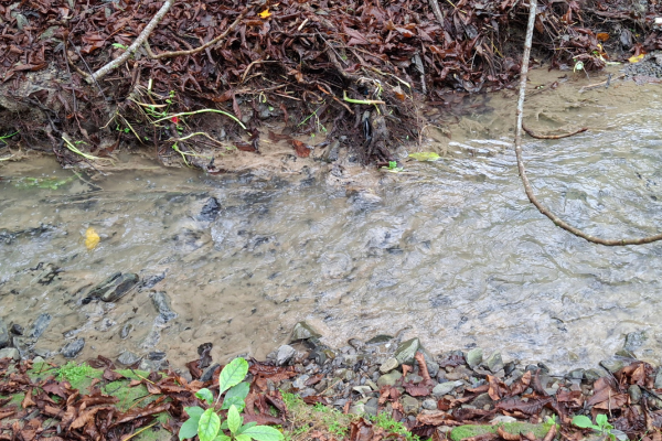 Three photos showing Mitchell Stream in Porirua with cloudy brown water, sediment buildup, and signs of recent discharges below the Porirua landfill.
