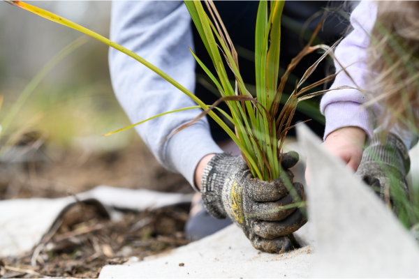 Papa planting day