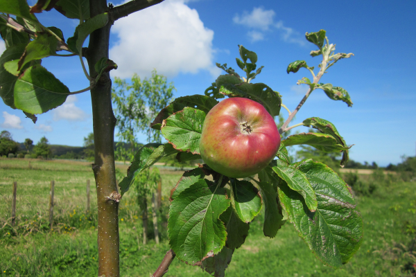 Fruit growing