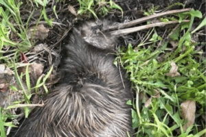 Dead North Island brown kiwi lying in grass, partially buried in foliage, with visible injuries consistent with a dog attack.