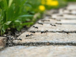 Technician preparing equipment at a Porirua home.