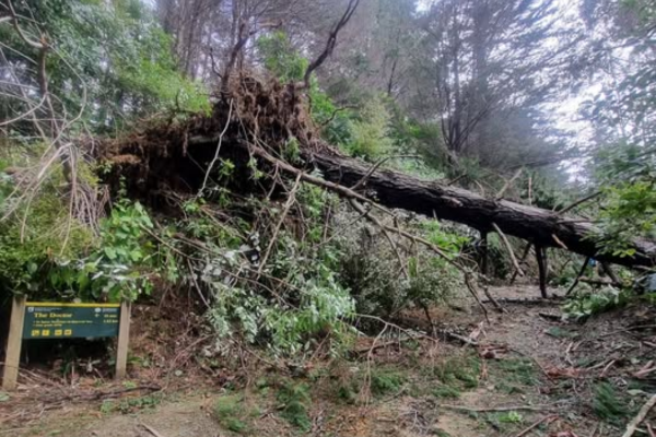 A large fallen tree lies across a forest trail, its roots exposed and branches tangled, blocking the path in a bush-covered park area.