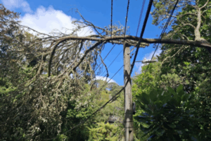 Fallen tree resting on power lines in Porirua after severe windstorm.