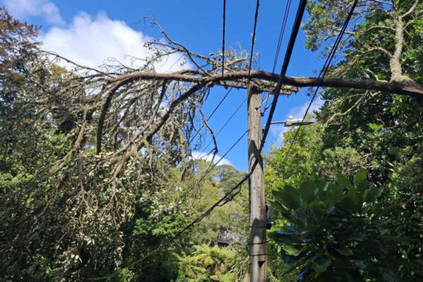 Fallen tree resting on power lines in Porirua after severe windstorm.