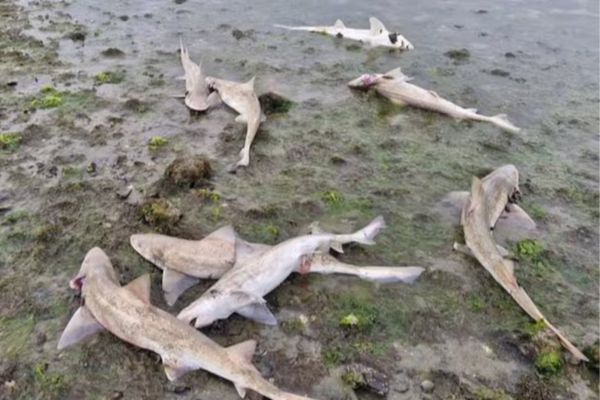 Dead rig sharks lie scattered on a muddy tidal flat in shallow water at Porirua Harbour.