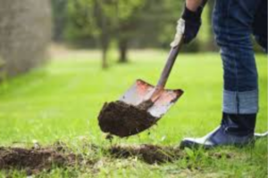 A person digs into grass with a shovel, lifting a clump of soil from a garden.