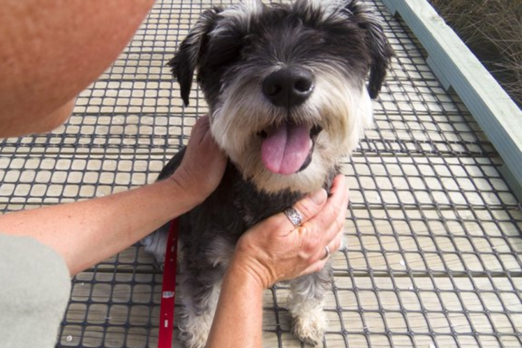 A small grey and white terrier-cross dog sits on a wooden boardwalk, tongue out, while a person crouches to hold it gently by the chin and chest.