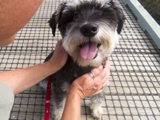 A small grey and white terrier-cross dog sits on a wooden boardwalk, tongue out, while a person crouches to hold it gently by the chin and chest.