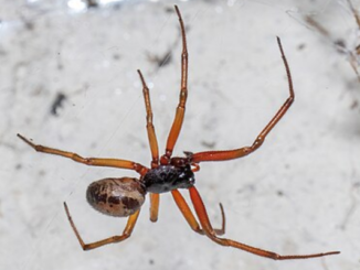Close-up photograph of a noble false widow spider with long orange-brown legs and a patterned cream and brown abdomen against a pale background.
