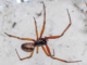 Close-up photograph of a noble false widow spider with long orange-brown legs and a patterned cream and brown abdomen against a pale background.
