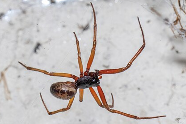 Close-up photograph of a noble false widow spider with long orange-brown legs and a patterned cream and brown abdomen against a pale background.