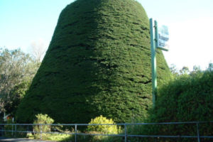 Tawa’s Bucket Tree, a large macrocarpa trimmed into an upside-down bucket shape, beside a roadside fence.