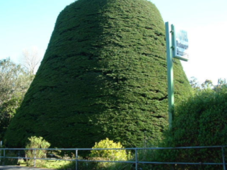 Tawa’s Bucket Tree, a large macrocarpa trimmed into an upside-down bucket shape, beside a roadside fence.