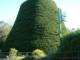 Tawa’s Bucket Tree, a large macrocarpa trimmed into an upside-down bucket shape, beside a roadside fence.