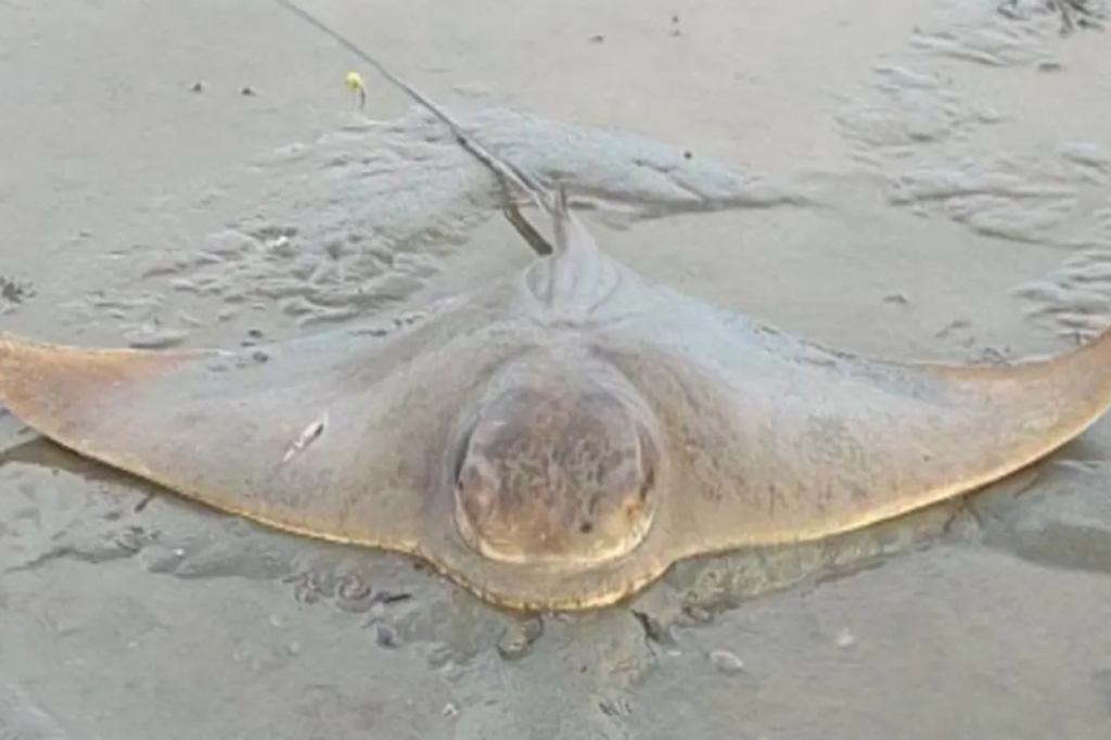 A dead eagle ray lying on wet sand at Porirua Harbour.
