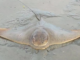 A dead eagle ray lying on wet sand at Porirua Harbour.