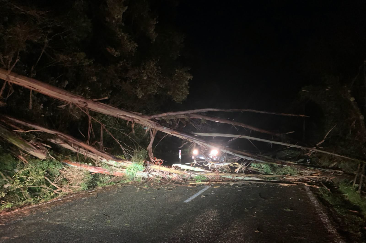 Trees fall, fields close in Porirua weather