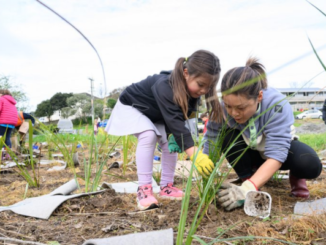 A child and an adult plant native grasses together during a community planting day.