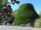 The Bucket Tree in Tawa, a large macrocarpa trimmed into the shape of an upturned bucket.