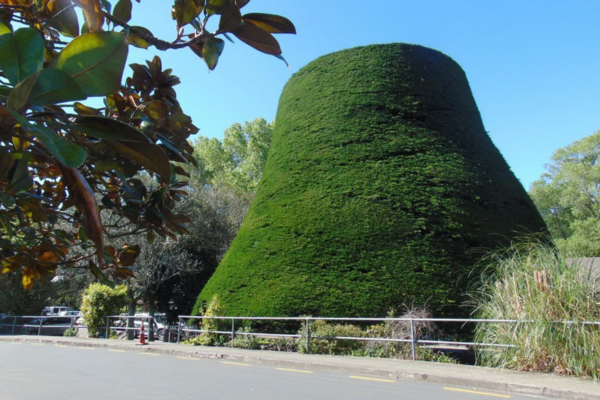 The Bucket Tree in Tawa, a large macrocarpa trimmed into the shape of an upturned bucket.