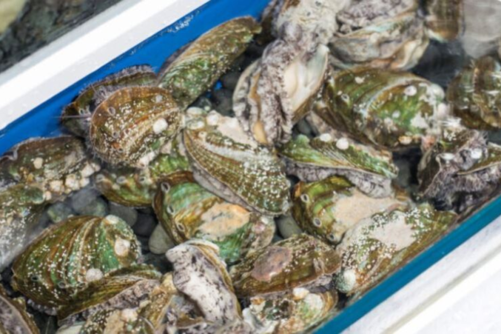Pāua piled in a container. A fisher was caught with 1,869 pāua taken illegally near Titahi Bay, Porirua.