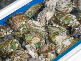 Pāua piled in a container. A fisher was caught with 1,869 pāua taken illegally near Titahi Bay, Porirua.