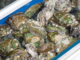 Pāua piled in a container. A fisher was caught with 1,869 pāua taken illegally near Titahi Bay, Porirua.