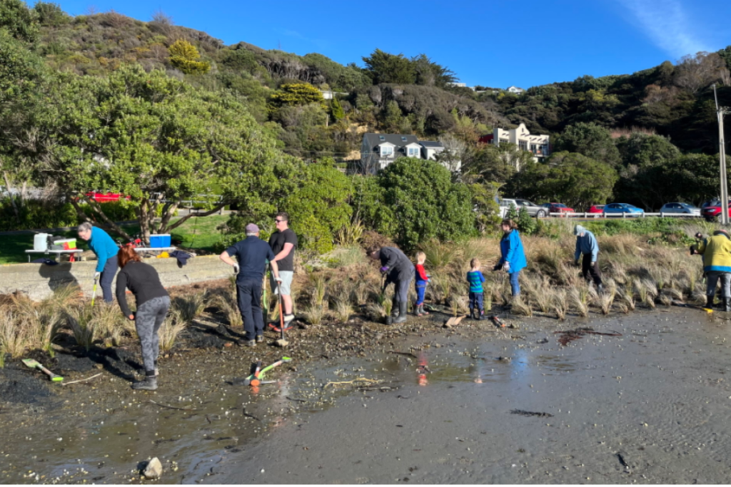 Volunteers survey cockles on the mudflats at Pāuatahanui Inlet.