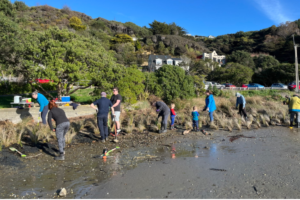 Volunteers survey cockles on the mudflats at Pāuatahanui Inlet.