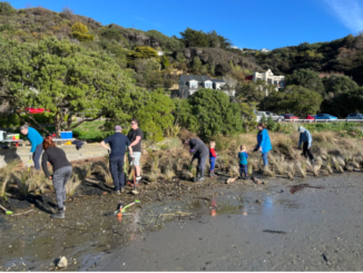 Volunteers survey cockles on the mudflats at Pāuatahanui Inlet.